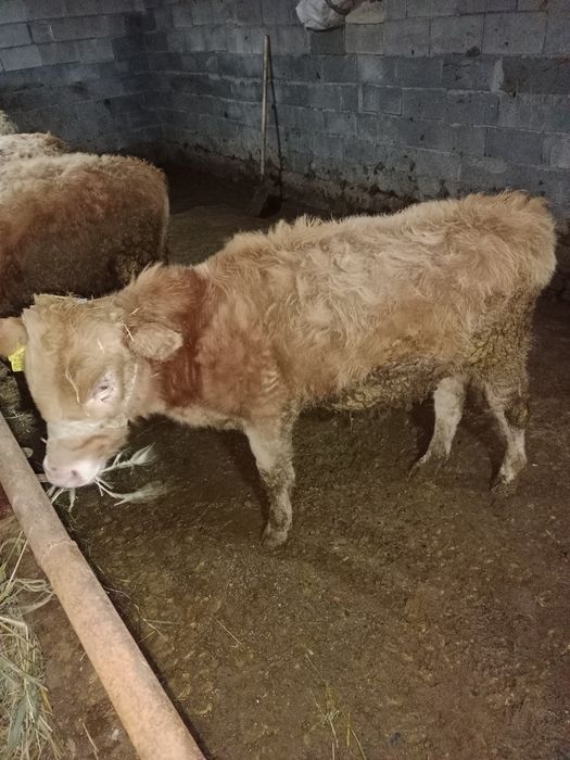 быр жасар еркек буқаша