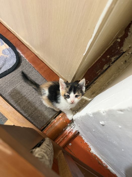 Марғаулар котята