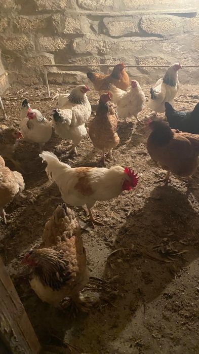 Тауық сатылады..