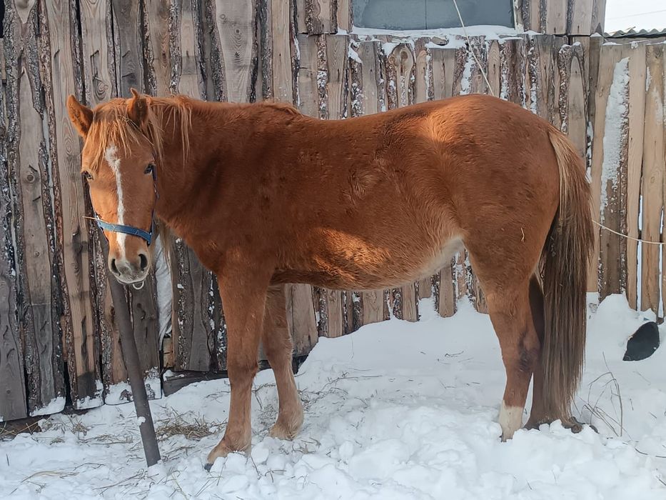Продам срочно кобылку