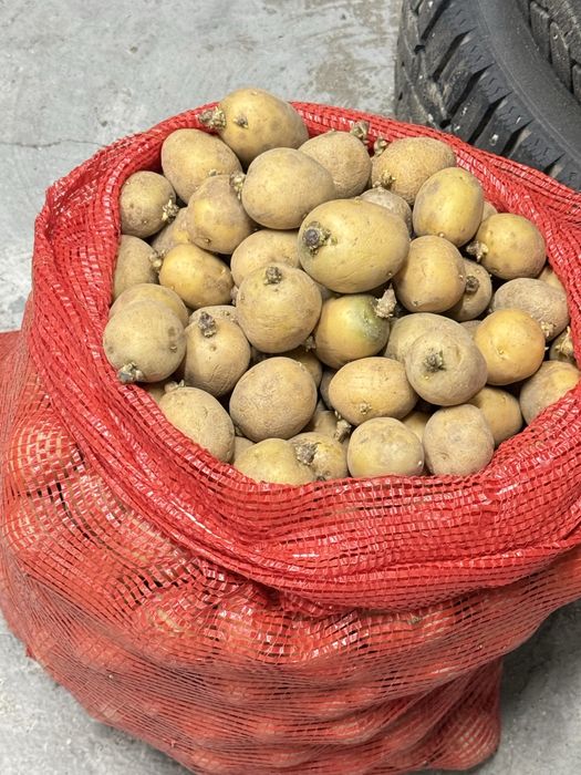 Продам семенной картофель