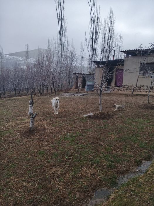 Uy sotladi srochni дом прадаётса срочни
