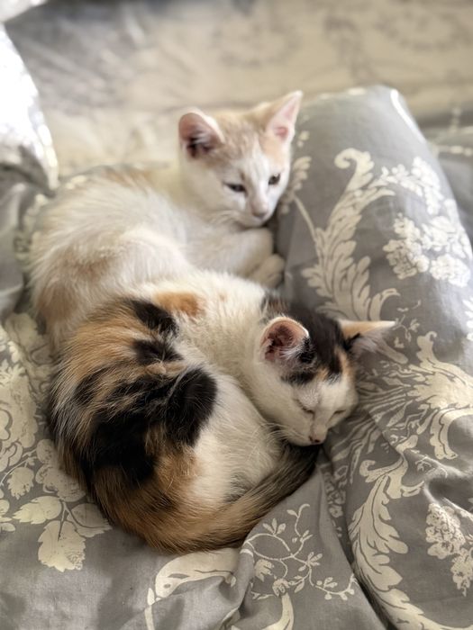 Котята в добрые любящие семьи