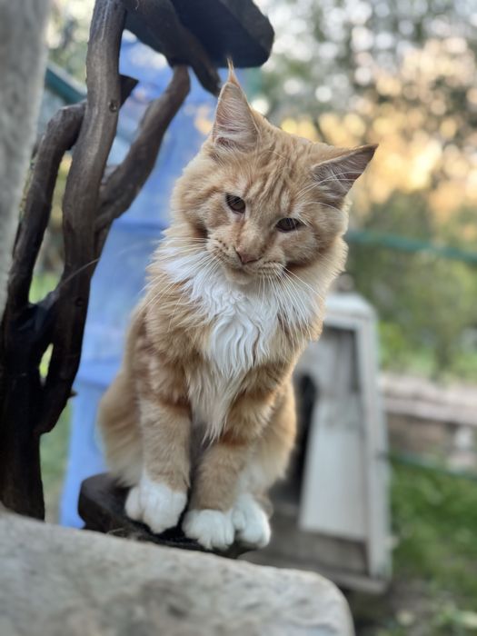 Мейн Куун- котка