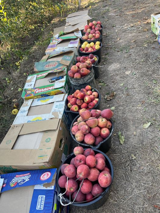 Яблоневый сад