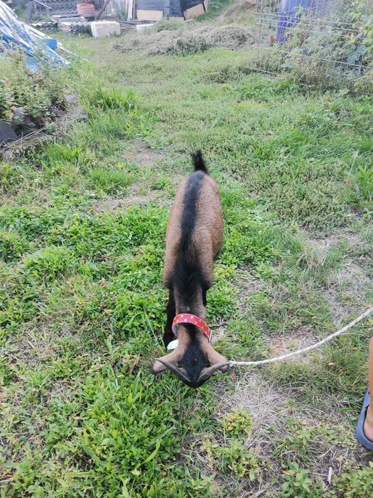 Vând 2 capre, un țap și 2 iezi ,alpini francezi