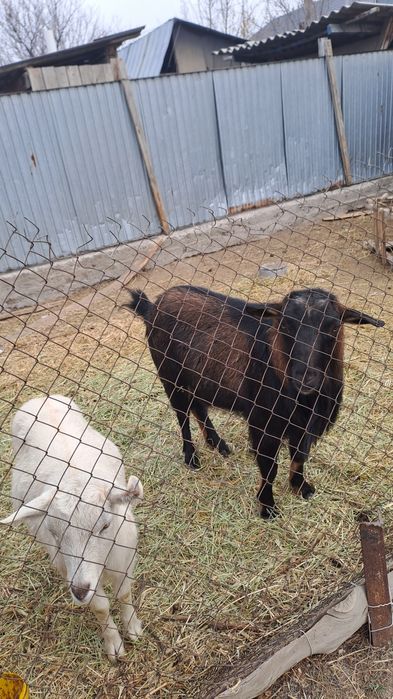 Ешки сатам биреуи теке