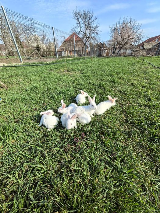 Cadou de Paște alb sau gri