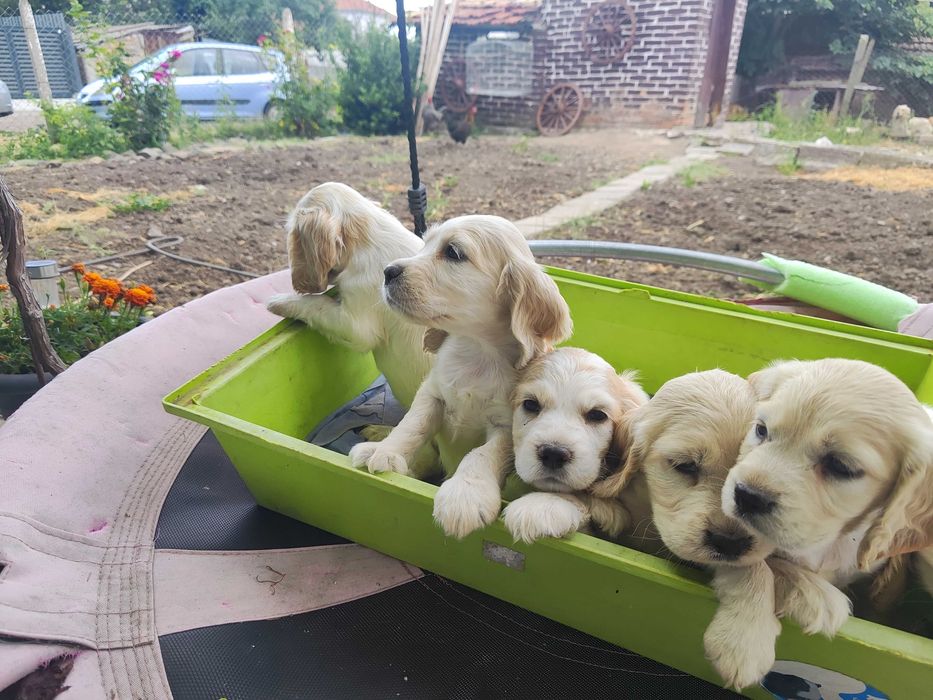 Продават се кокер шпаньоли