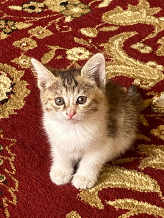 Отдам в добрые руки