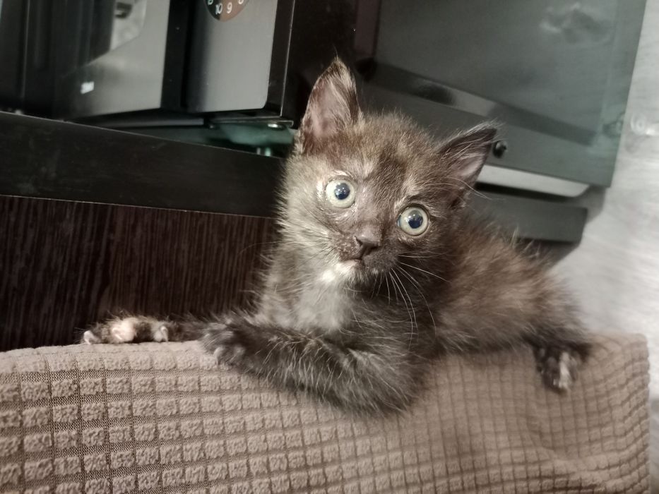 Кошечка ищет дом