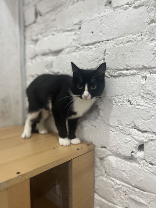 Отдам кошечку в добрые руки