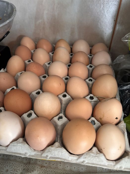 Vand oua brahma si motate