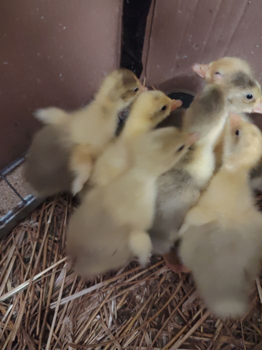 Boboci de gasca românești