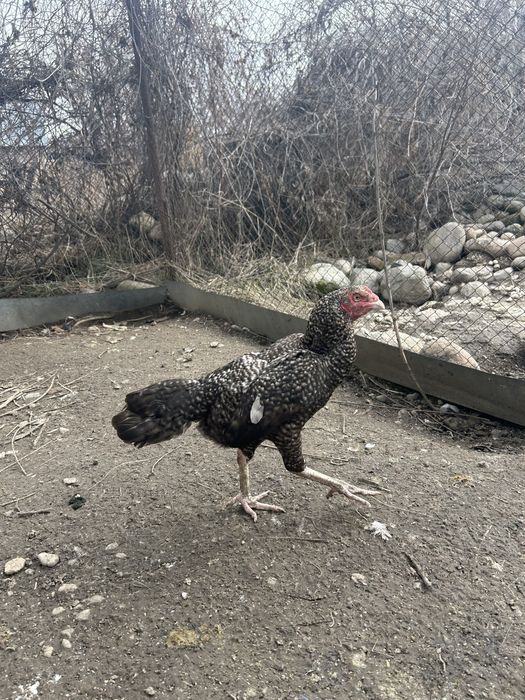 Даканка тулачка