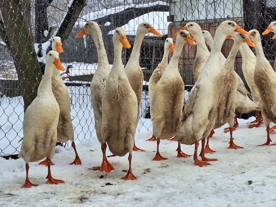 Ouă rațe indiene alergătoare linie Italia