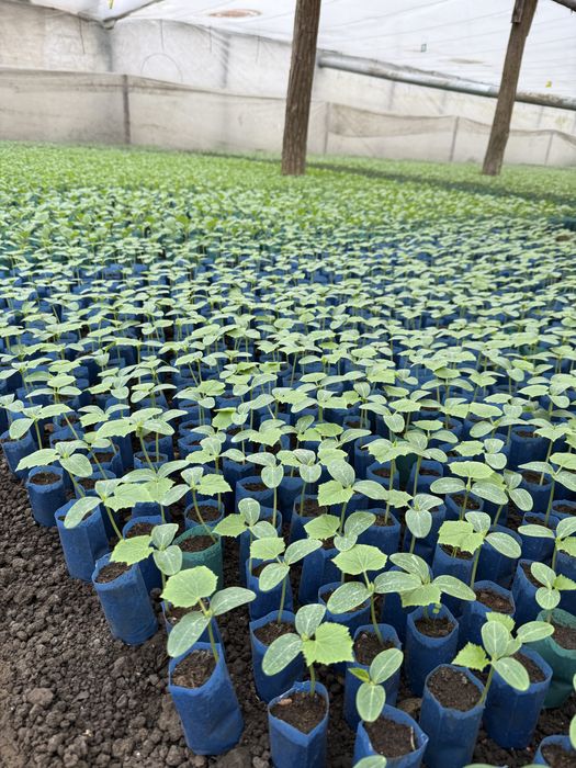 Vindem rasaduri legume (rosii, ardei, castraveti, vanata)