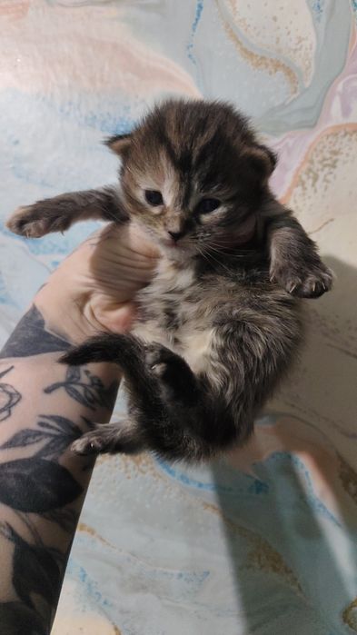 Бронирование котят ,помесь Мейн-куном