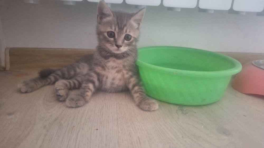 Котенок девочка породистая страйт