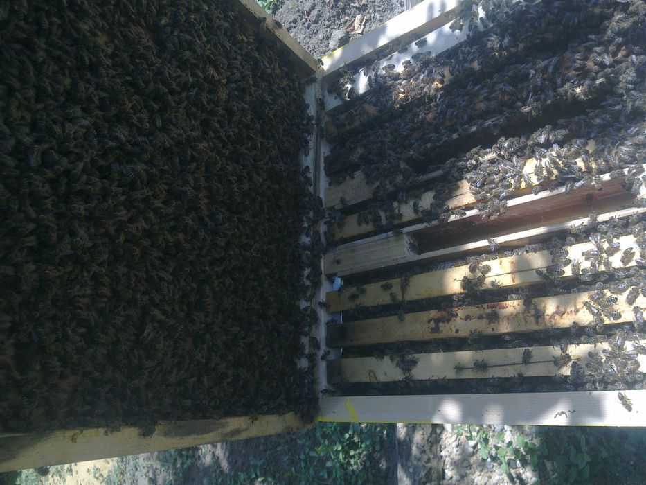 Пчелни майки, отводки и кошери по програмите 2025