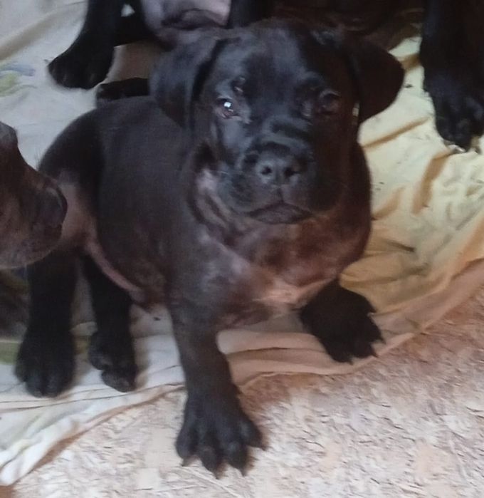 Продам щенков Кане-корсо