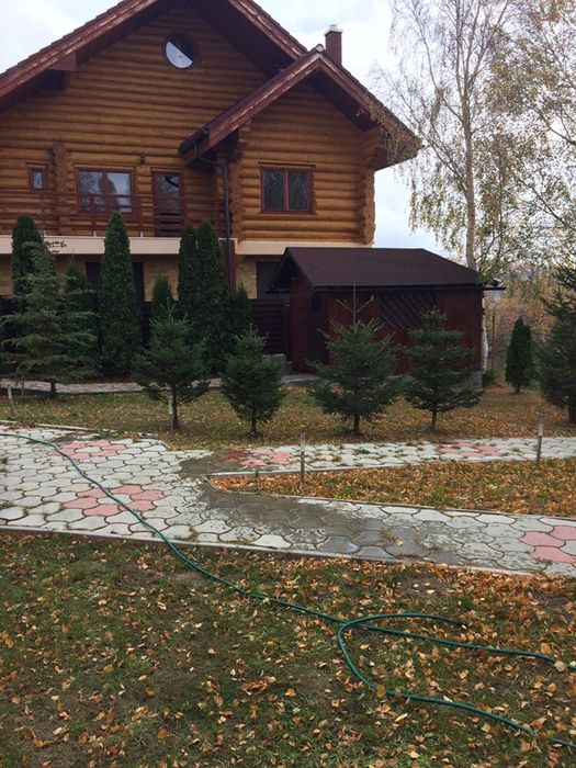 Tuia Smarald / Chiapros Leylandii Gard Viu