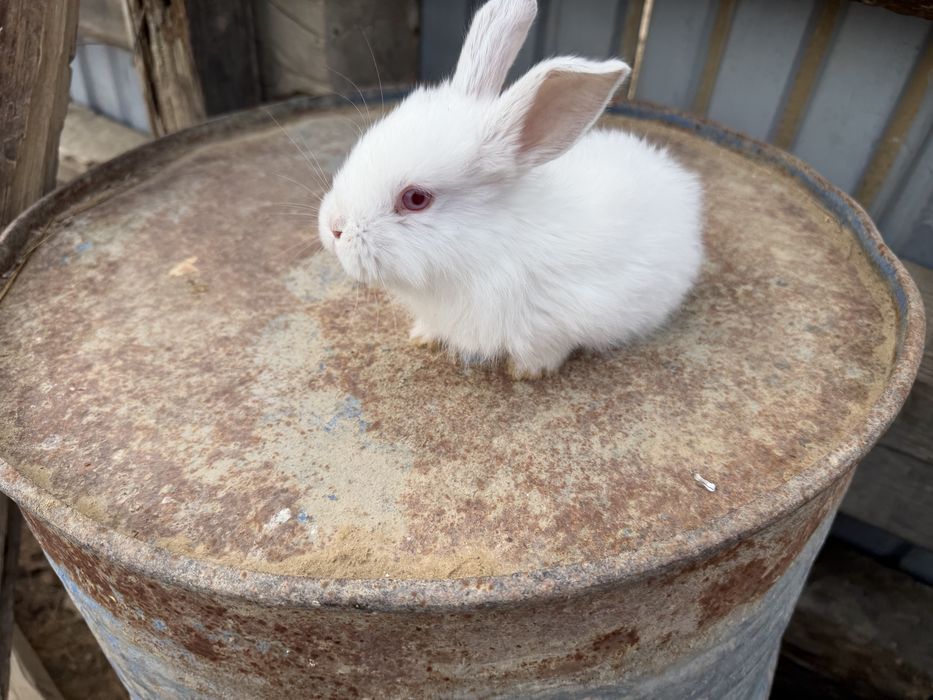 Кожек 1 айдан кетти