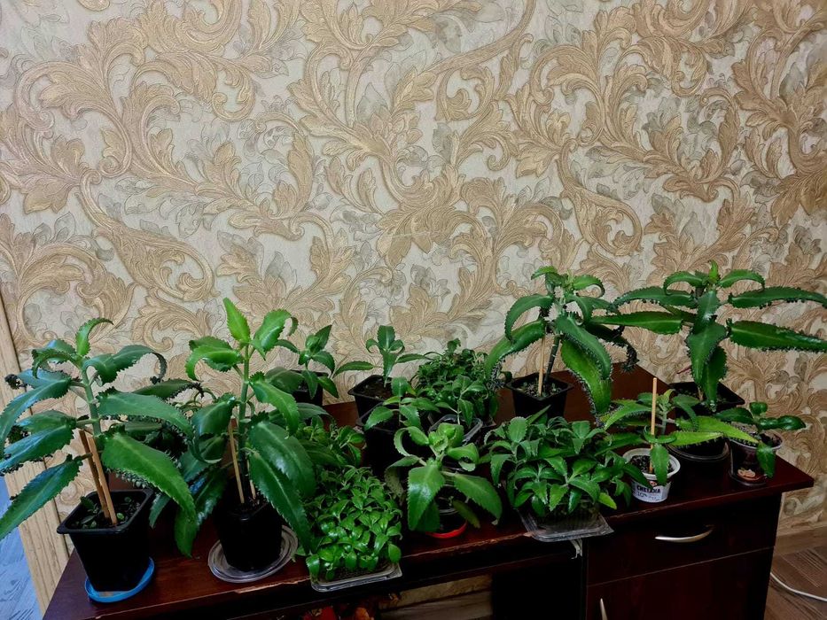 Каланхоэ Лечебная Дегремона