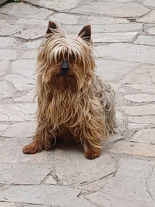 Супер йоркита и игриви красиви