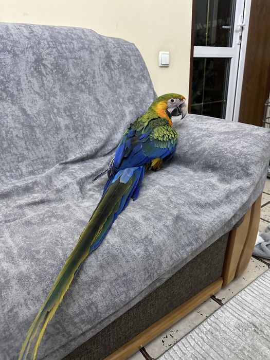 Каталина АРА сотилади жуда ноёб тури АРА ни 6 ойлик донга тушкан.