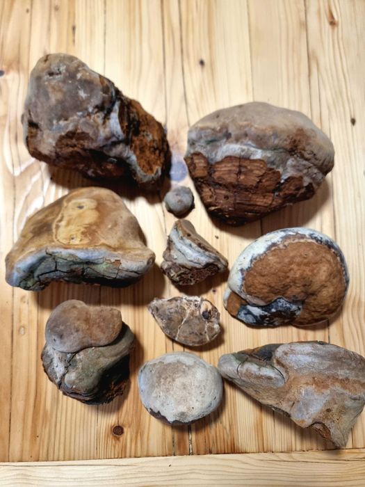 Phellinus Robustus Ciuperca Medicinala Antitumorala Pt cunoscatori!