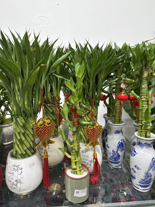 Бамбук денежный в горшке