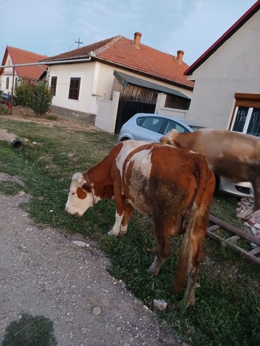 Vacă de vânzaree