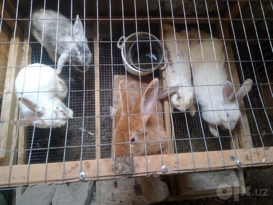 Срочно продам кроликов