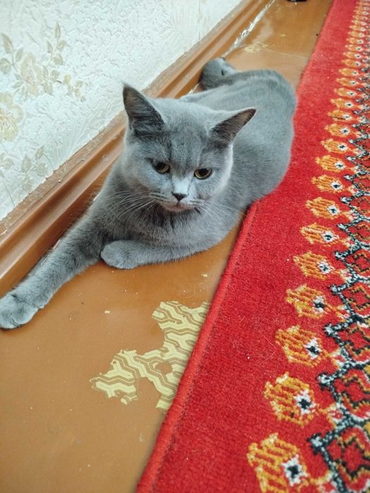 Mushuk hadyaga beriladi