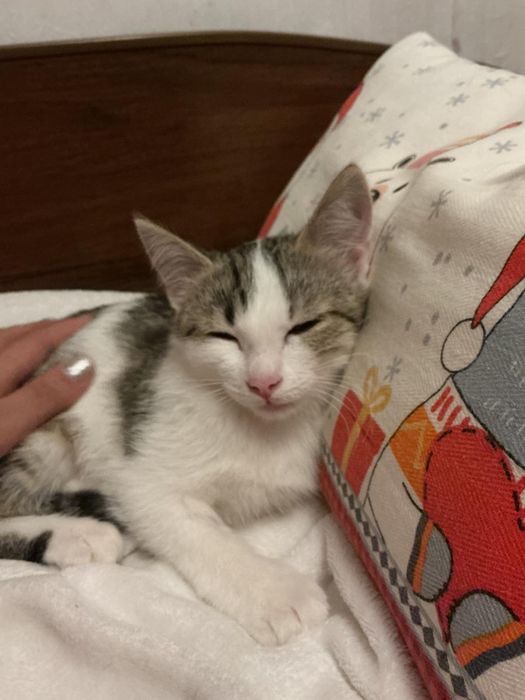 Отдам котенка в добрые руки