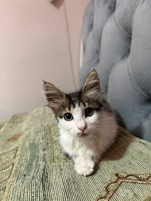 Отдам в добрые руки котенок девочка