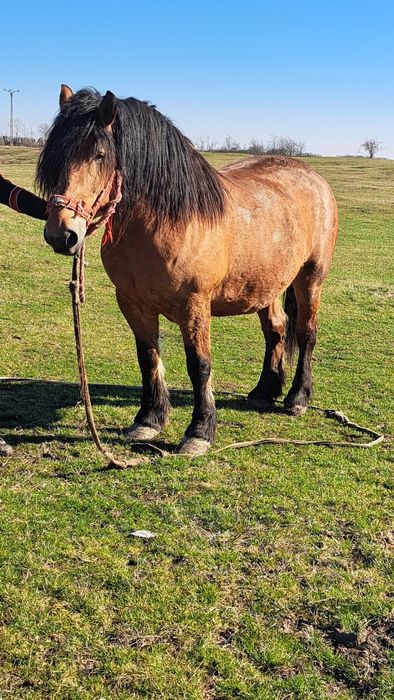 Iapa de 6 ani 1.70 inaltime
