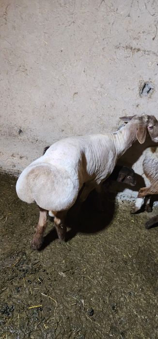 Qochqor sotiladi qoy tish buzmagan hali yirik narsa zotga boqsa ham