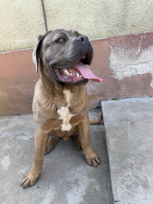 Mascul Cane Corso