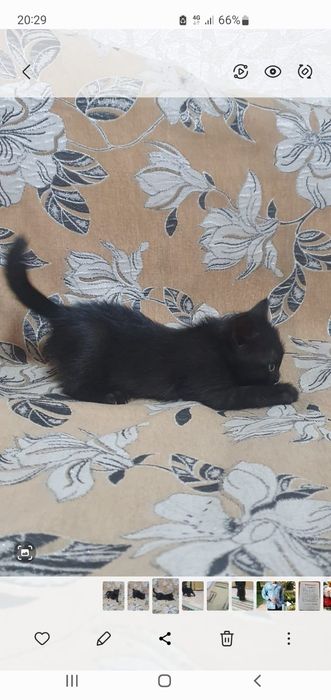 Отдам котёнка в добрые руки