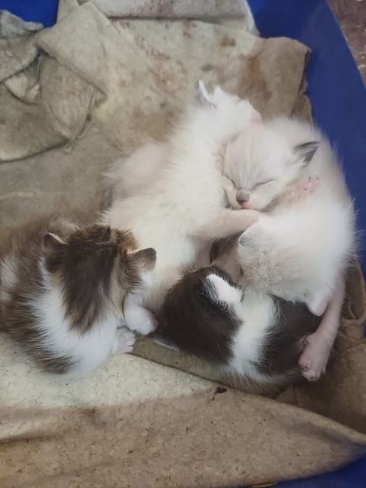 Отдам котят в добрые руки