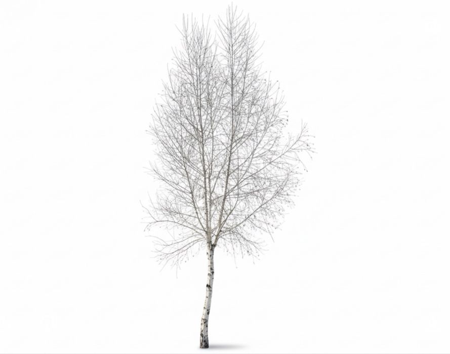 Береза, продам дерево