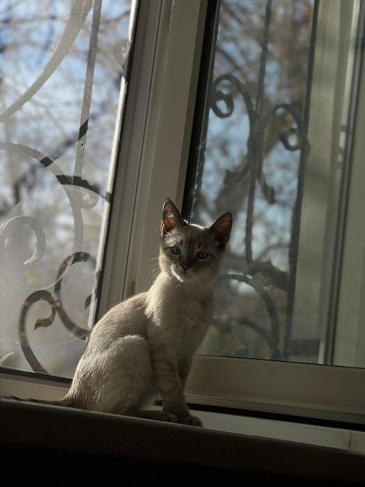 Продаются котята