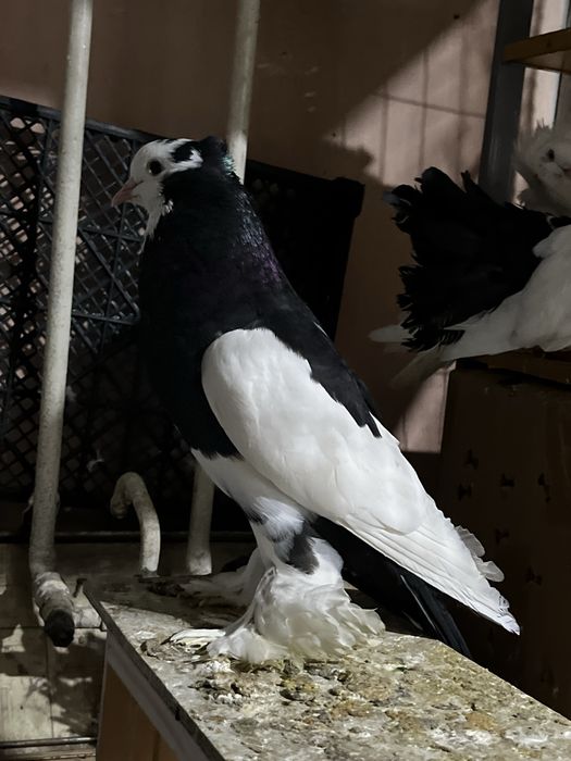 Голубь дутышь (самец)