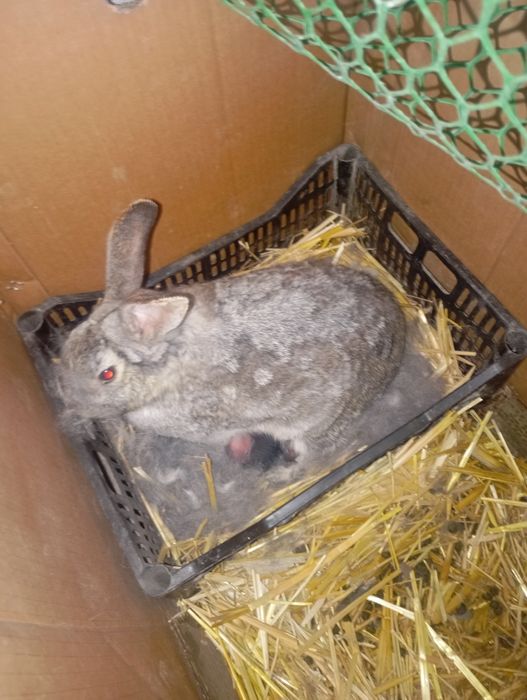 Қуйон ва болалари сотилади ва алмаштирилади