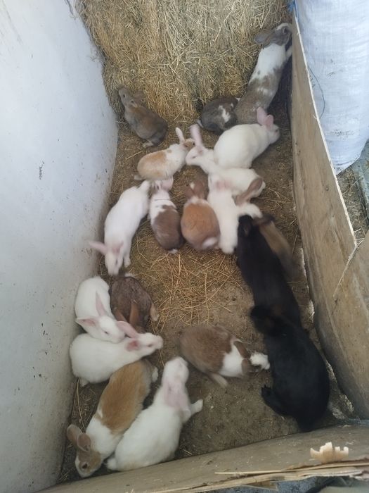 Hycole francez disponibil