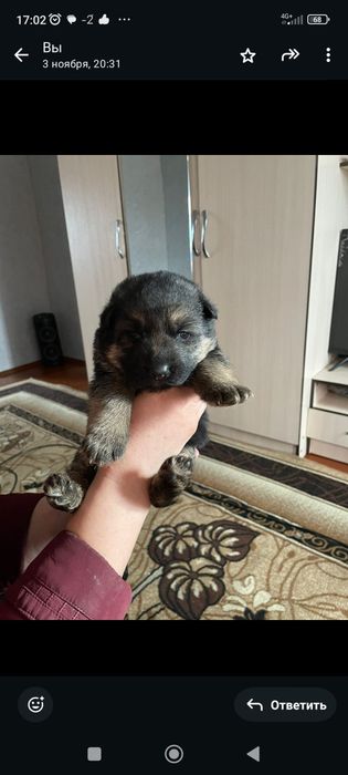 Готовятся к продаже щенки