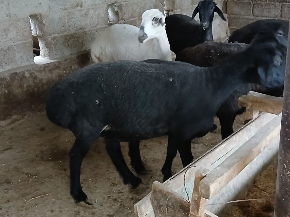 Бугоз куйлар сотилади