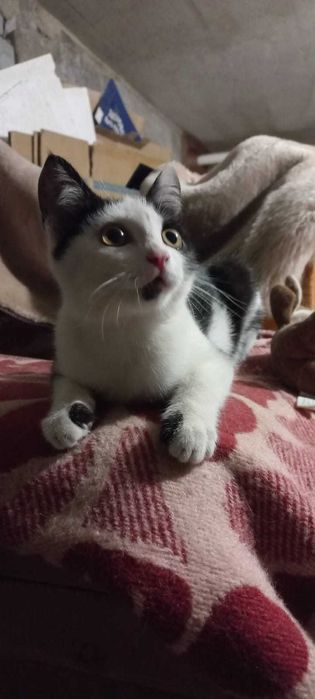 Котёнок мальчик 3 месяца